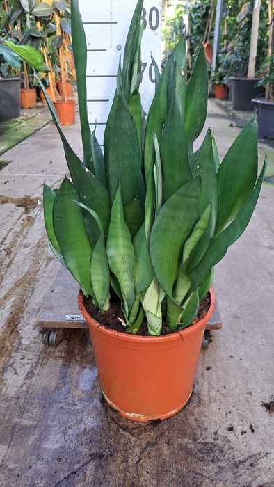 <h4>Sansevieria Moonshine 70</h4>