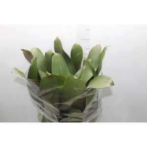 BROMELIA IMPERIAL P27 VERDE/VERMELHO