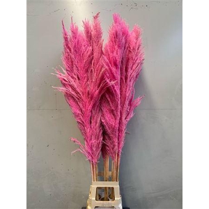 Cortaderia Light Pink
