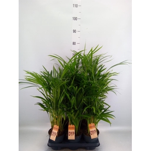 Dypsis lutescens   ...Chrysalidoca