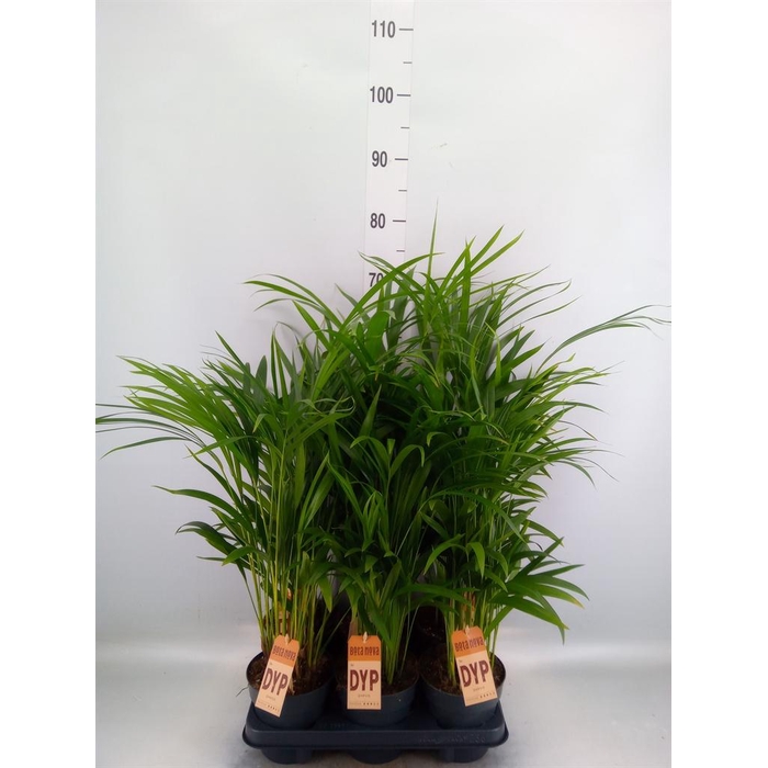 <h4>Dypsis lutescens   ...Chrysalidoca</h4>