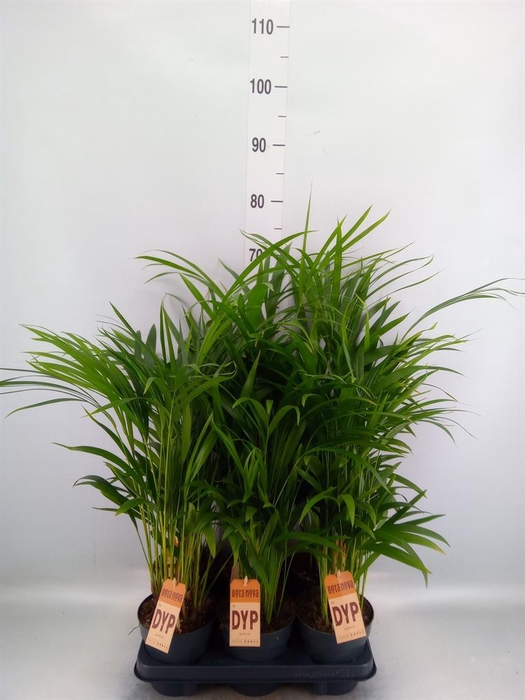 Dypsis lutescens   ...Chrysalidoca