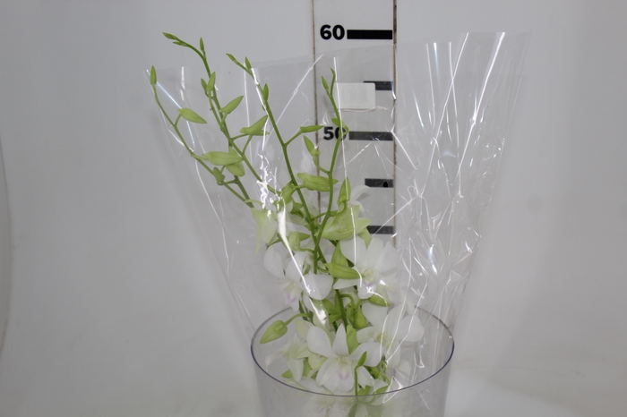 <h4>DENPHALAEN MACO MINIMO 30 FLORES</h4>