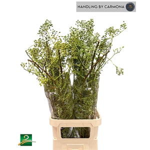 Rosa Corallo Green SPS