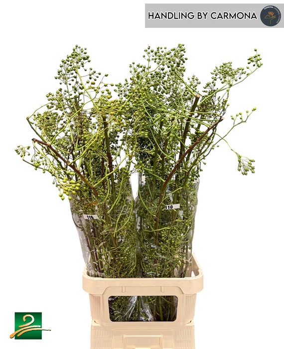 <h4>Rosa Corallo Green SPS</h4>