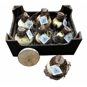 BLOEMBOL HIPPEASTRUM