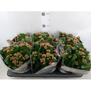 Kalanchoe blos. 'RosDon Victorio'