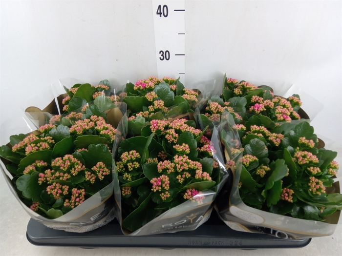 <h4>Kalanchoe blos. 'RosDon Victorio'</h4>