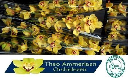 <h4>Rijsenhout 60</h4>