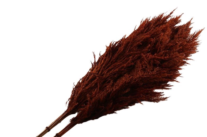 Sacuara Brown