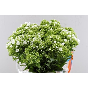 Phlox P Whitecap (wit)