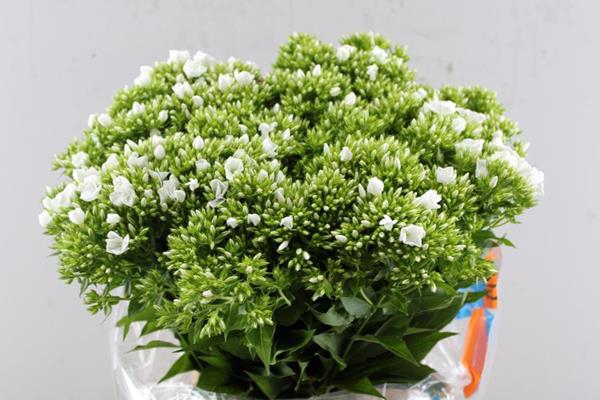 <h4>Phlox P Whitecap (wit)</h4>