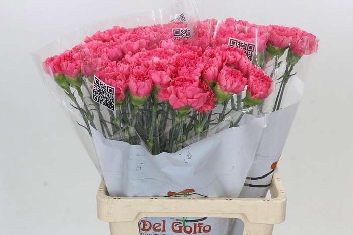 <h4>DI ST LAMOIRA</h4>