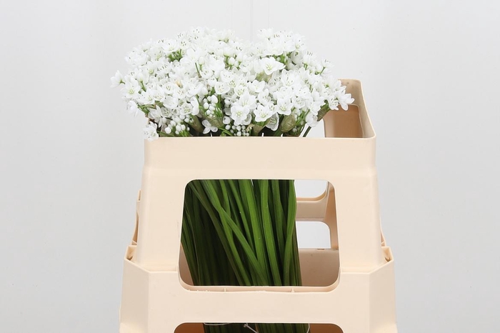 <h4>Allium Flocon</h4>