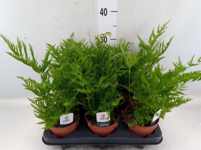 <h4>Pteris straminea</h4>