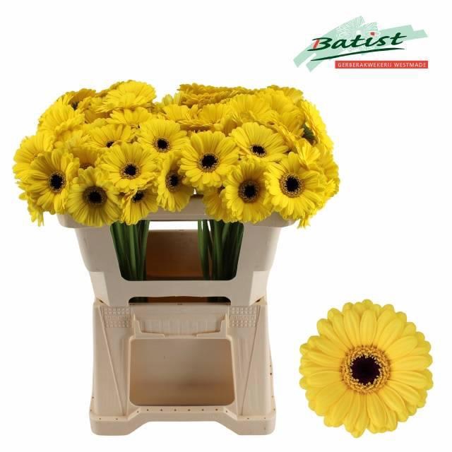 <h4>Ge Mi Sunshine</h4>