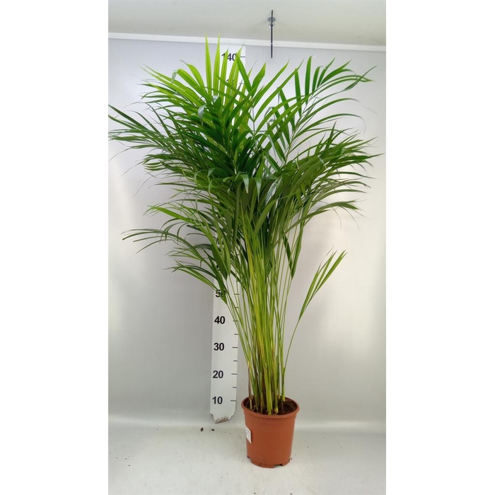 <h4>Dypsis lutescens   ...Chrysalidoca</h4>
