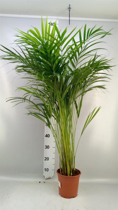 Dypsis lutescens   ...Chrysalidoca