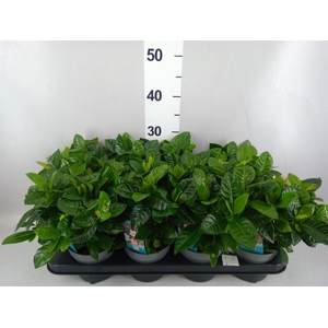 Gardenia jasminoides