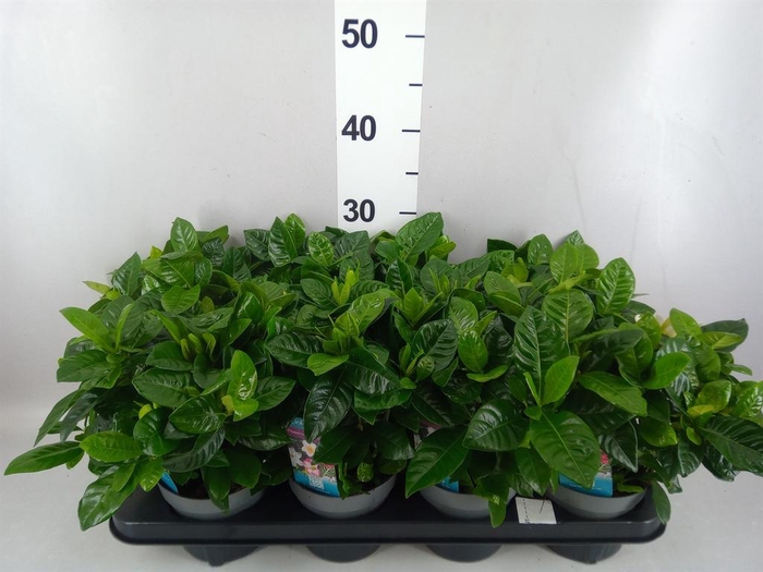 <h4>Gardenia jasminoides</h4>