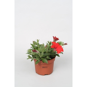 Surfina Red p10,5