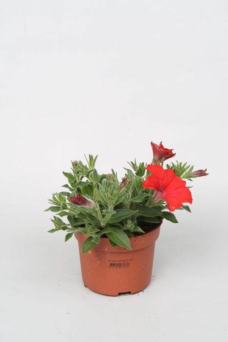 <h4>Surfina Red p10,5</h4>