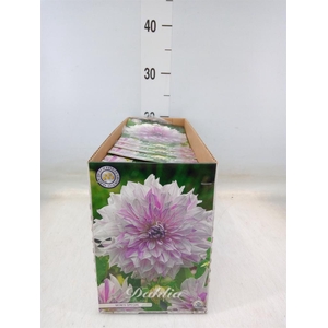 Dahlia ...flowerbulbs