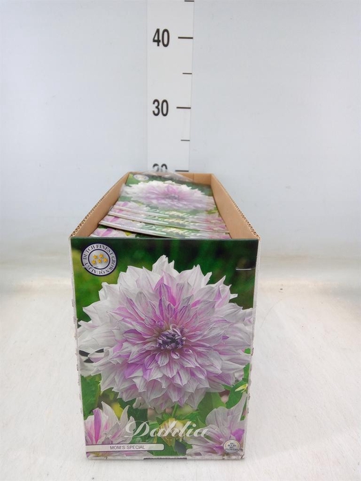 <h4>Dahlia   ...flowerbulbs</h4>