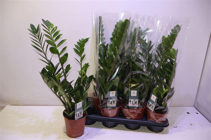 <h4>Zamio Zamiifolia</h4>