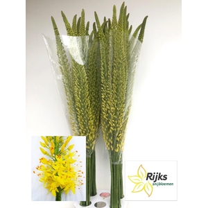 EREMURUS TAP DANCE