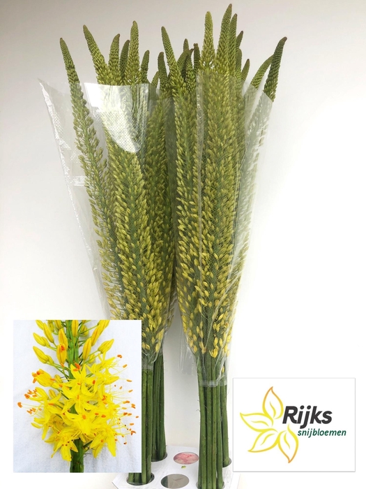 <h4>EREMURUS TAP DANCE</h4>