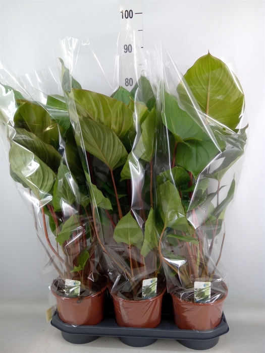 <h4>Homalomena rubescens 'Maggy'</h4>