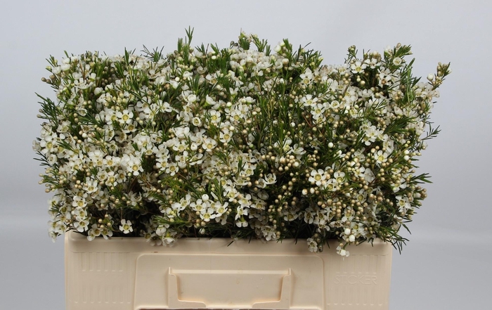 <h4>CHAME UN OFIR</h4>