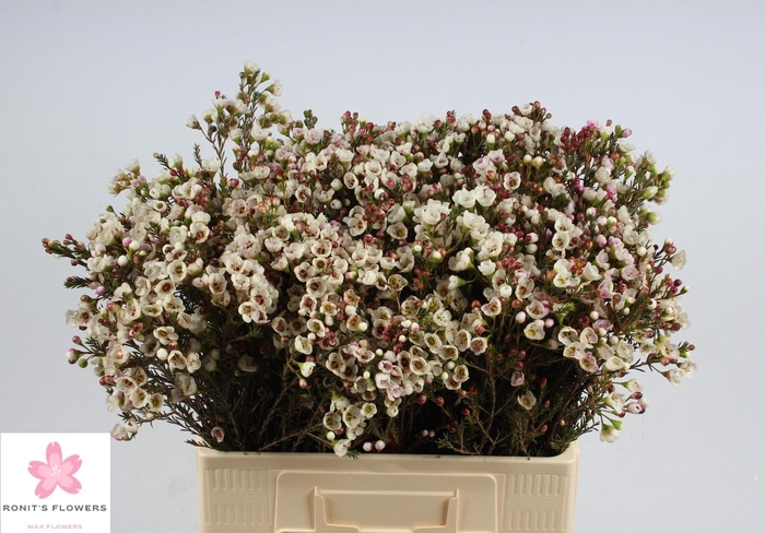 <h4>CHAME MOONL DELIGHT</h4>