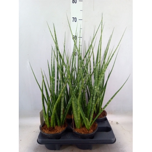 Sansevieria cyl.  ...