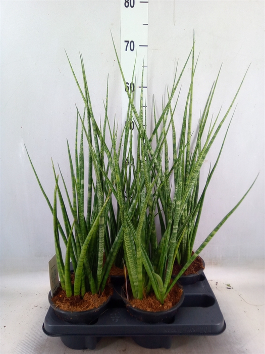 <h4>Sansevieria cyl.  ...</h4>