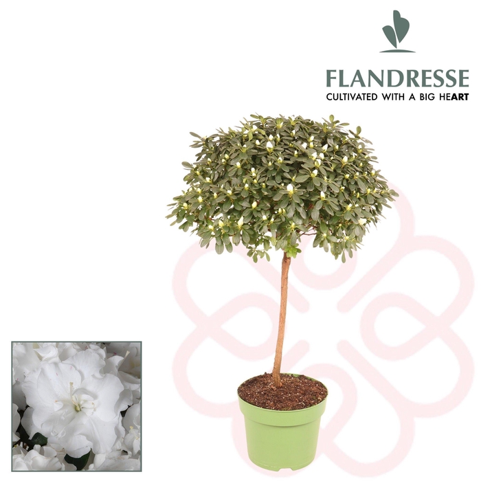 <h4>Azalea Flandresse® ' super stam wit'</h4>
