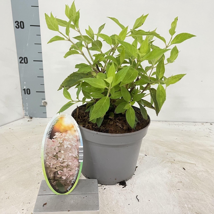 <h4>Hydrangea paniculata</h4>