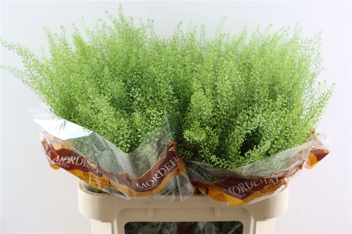 <h4>Lep Ru Green Bell Extra</h4>