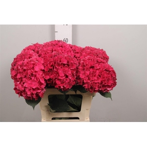 Hydr M Mag Rubyred