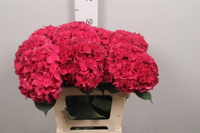 <h4>Hydr M Mag Rubyred</h4>
