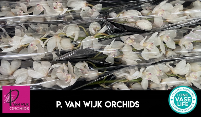 <h4>CYMB T ANTONELLA</h4>