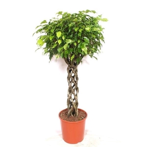 Ficus benjamina 'Exotica'