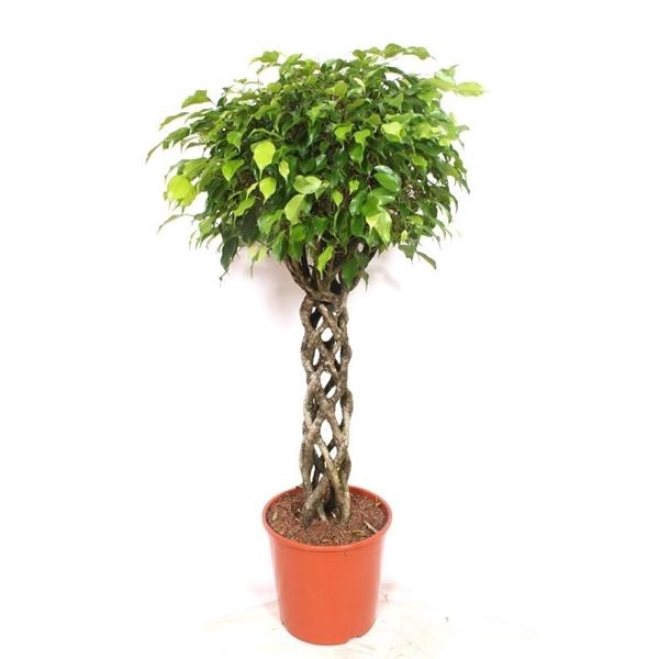 <h4>Ficus benjamina 'Exotica'</h4>