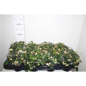 Gaulth Procumbens White