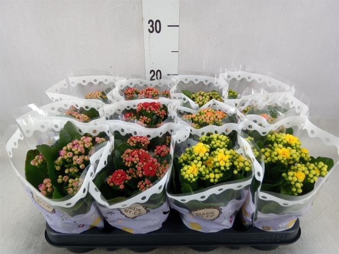 <h4>Kalanchoe blos.   ..rosebud mix  5</h4>