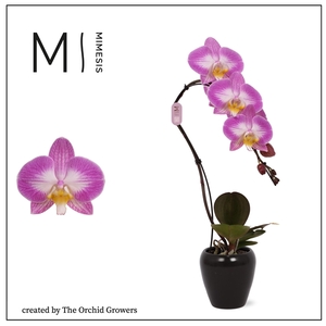 Mimesis Phal. Swan Special - 1 spike 7cm in Martine Black Ceramic