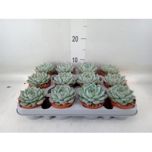 Echeveria   ...