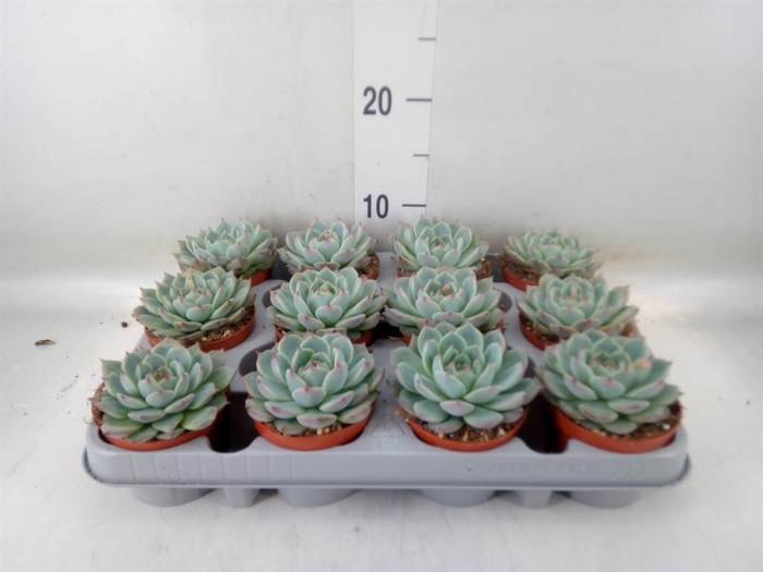 <h4>Echeveria   ...</h4>