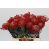 Nutans Ayoba Red
